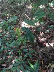 Cryptostylis arachnites