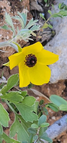 Persian Buttercup