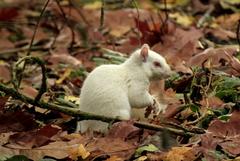 Sciurus carolinensis