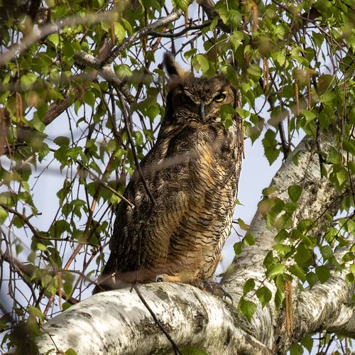 Great Horned Owl photographed in Rhode Island