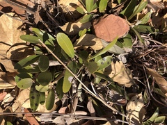 Parinari capensis capensis