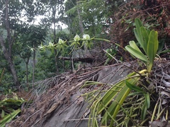 Ivory Angraecum (Angraecum eburneum)