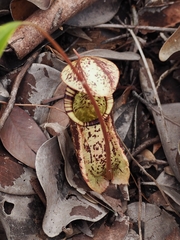 Nepenthes rafflesiana