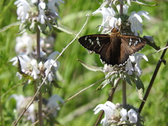 Apyrrothrix araxes