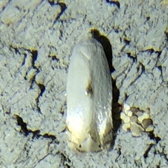 Pseudopostega quadristrigella
