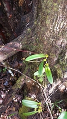 Bulbophyllum erectum