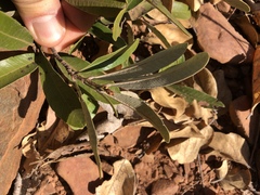 Parinari capensis capensis