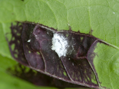 Bactericera antennata