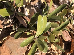 Parinari capensis capensis