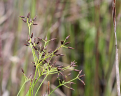 Rhynchospora nitens