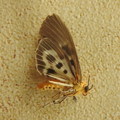 Asota canaraica
