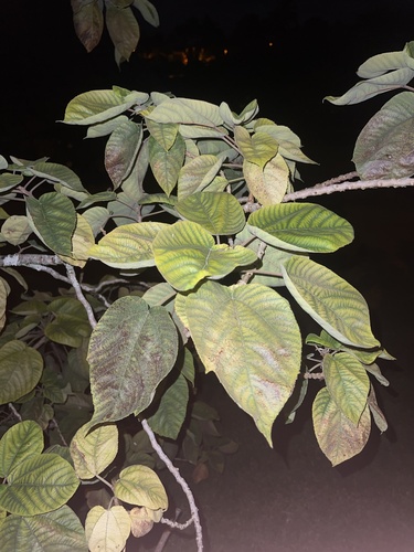 Pipturus albidus observed 2025-01-19