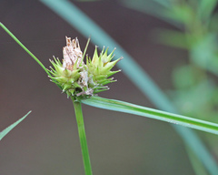 Carex lupuliformis