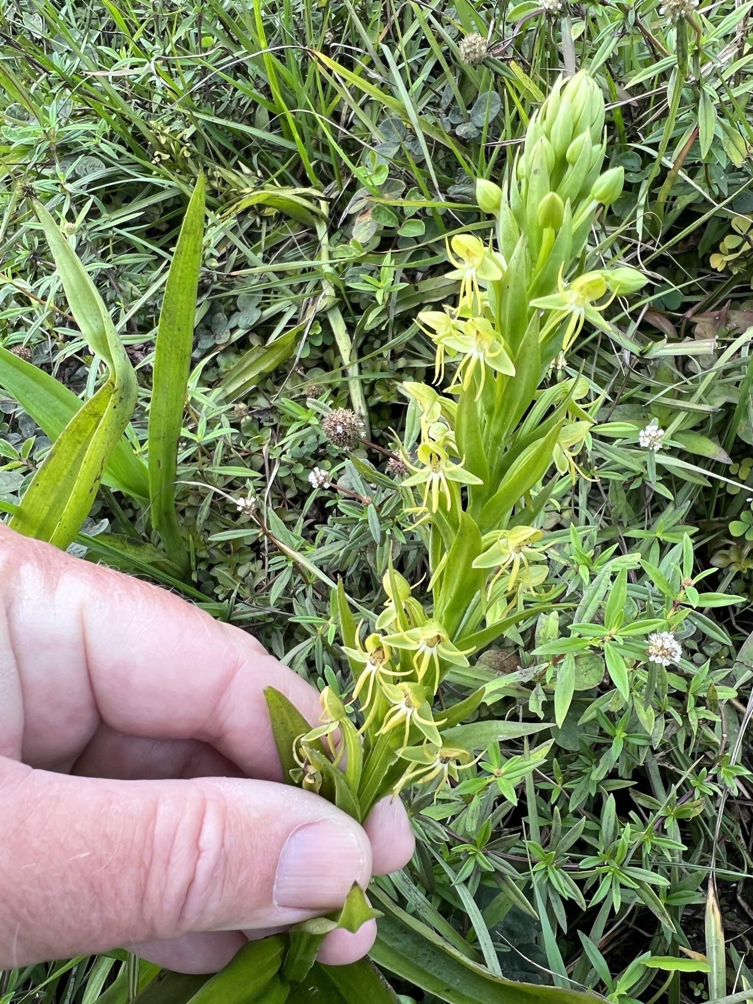 Imagem de Orquídea-d'água