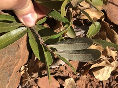 Parinari capensis capensis