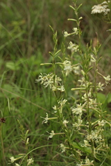 Silene tatarica
