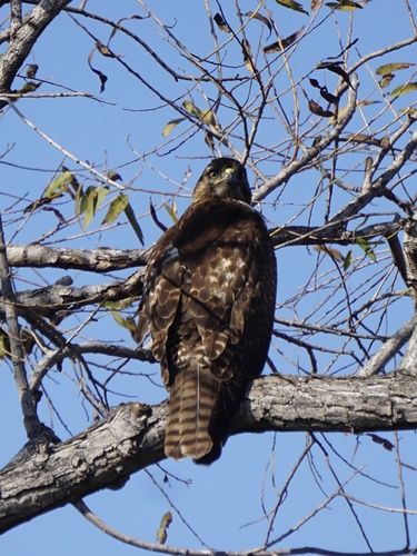iNaturalist observation photo of Red-tailed Hawk