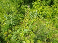 Phlomoides tuberosa