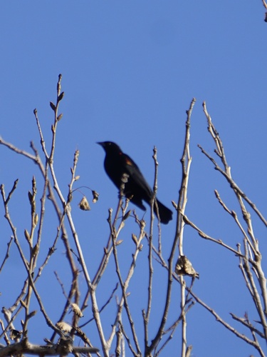 iNaturalist observation photo of Red-winged Blackbird