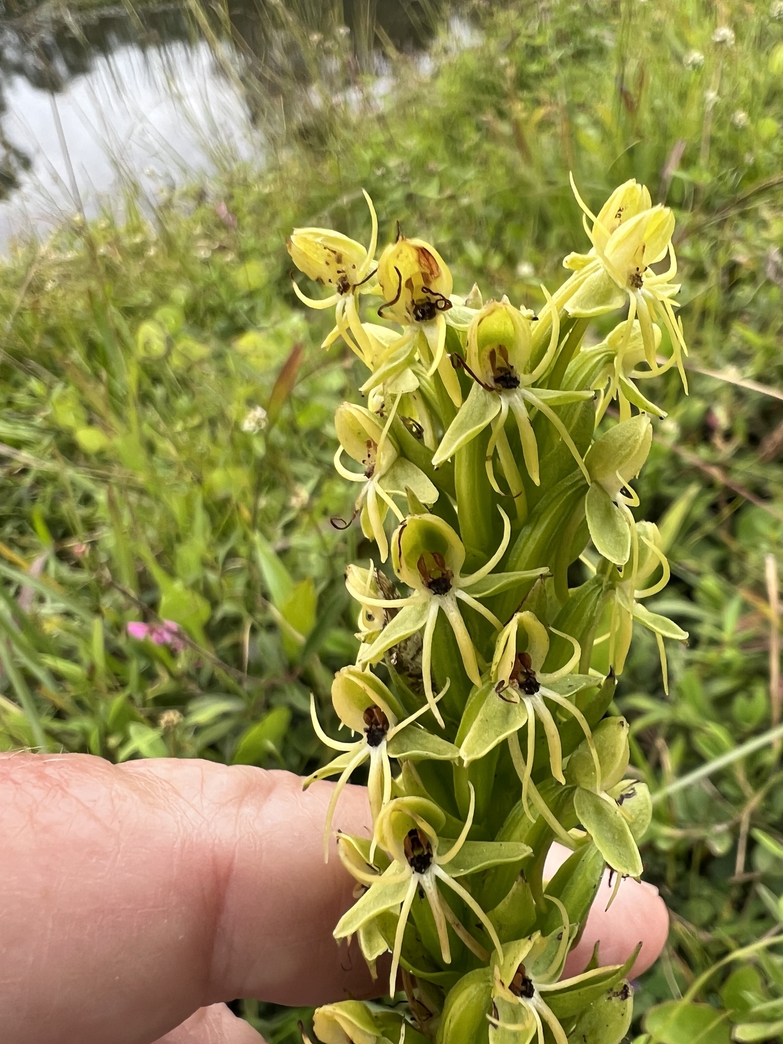 Imagem de Orquídea-d'água