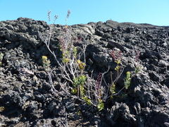 Agauria (Agauria)