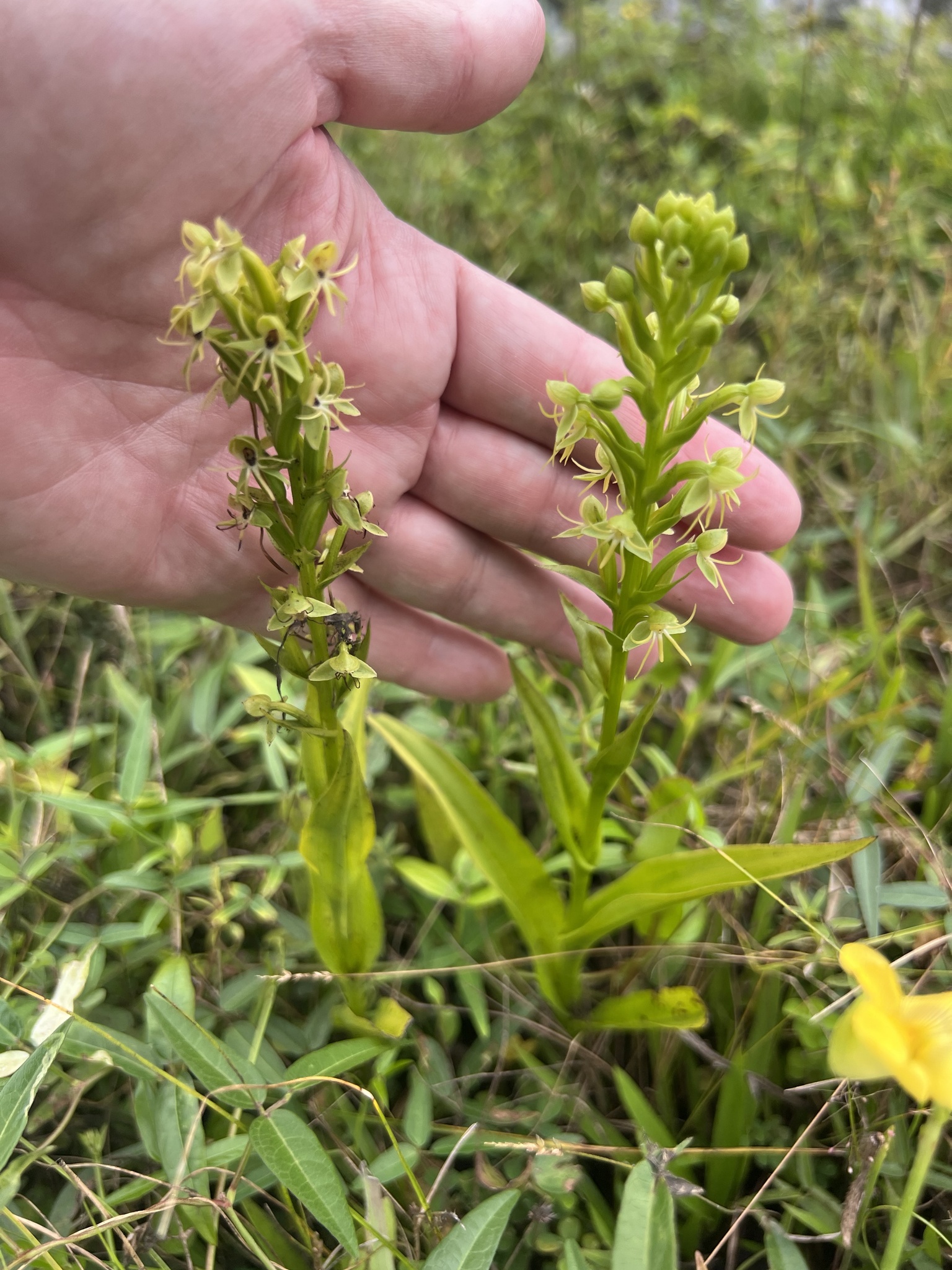 Imagem de Orquídea-d'água