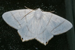 Ourapteryx obtusicauda