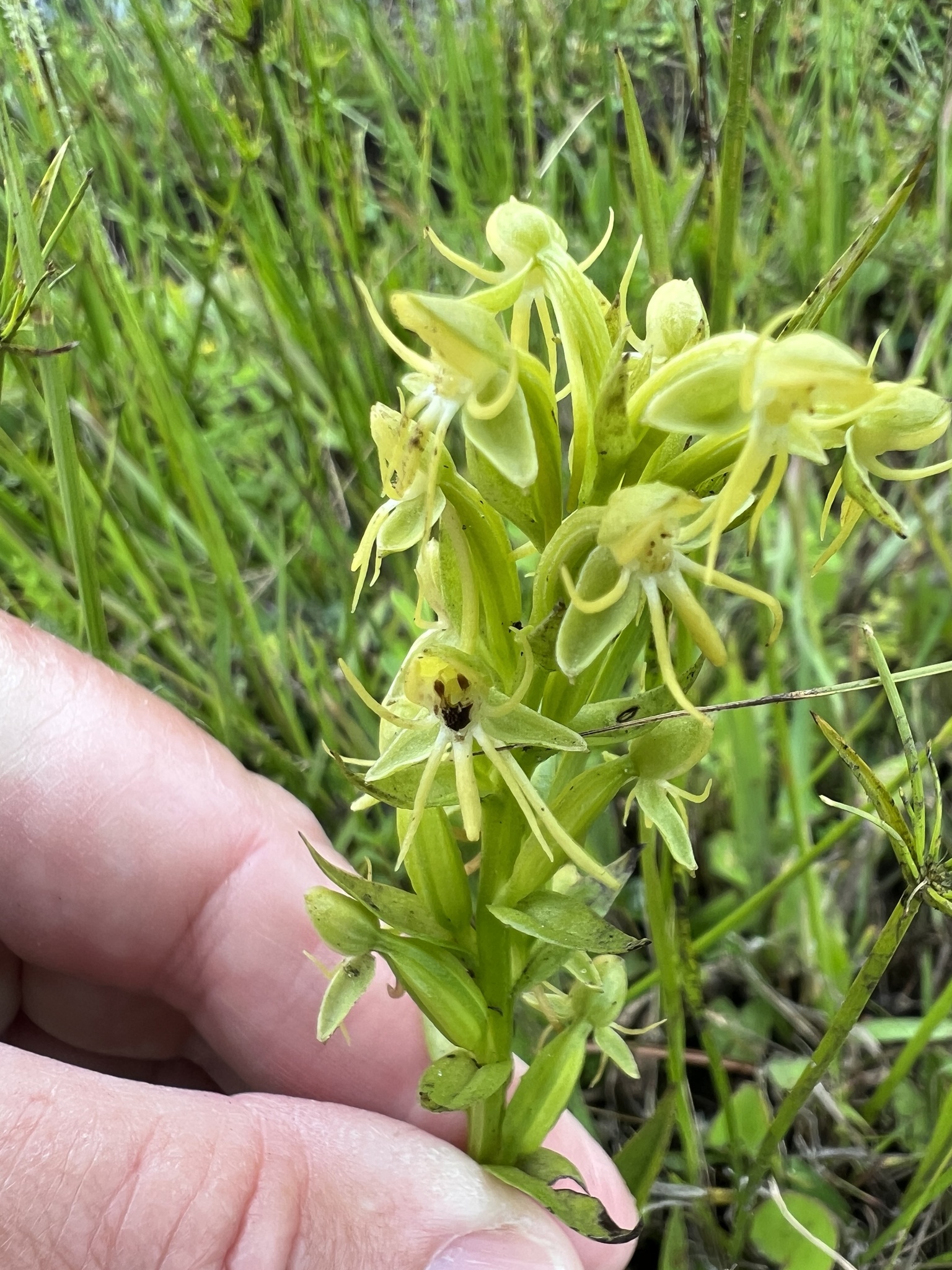 Imagem de Orquídea-d'água