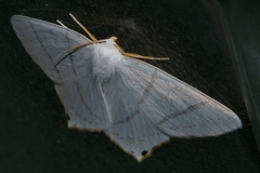 Ourapteryx obtusicauda