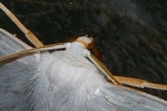 Ourapteryx obtusicauda