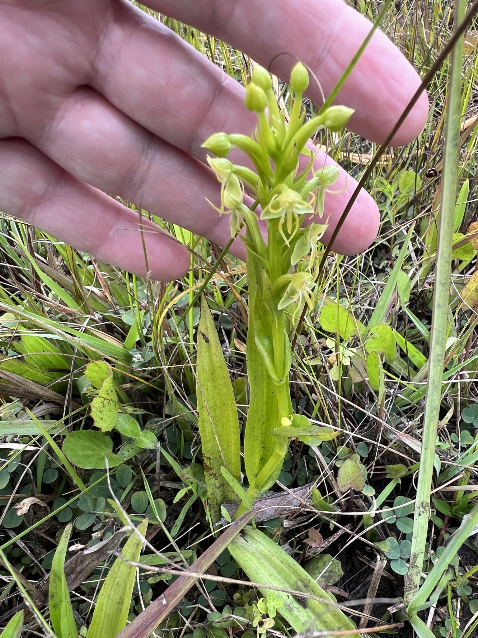 Imagem de Orquídea-d'água
