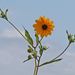 Southeastern Sunflower - Photo (c) Mary Keim, some rights reserved (CC BY-NC-SA)