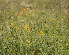 Helianthus agrestis