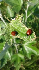 Chrysomela populi