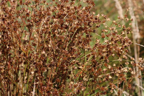 Juncus capensis (Juncus capensis)