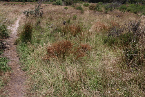 Image of Juncus capensis by (c) Tony Rebelo, some rights reserved (CC BY-SA)