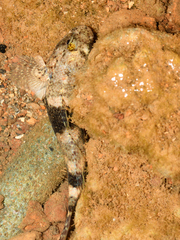 Schismatogobius