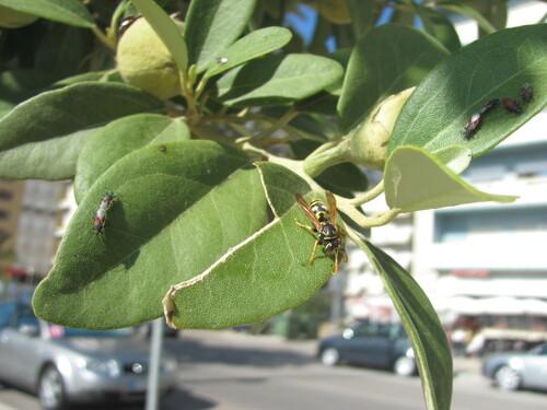 Lagunaria patersonia