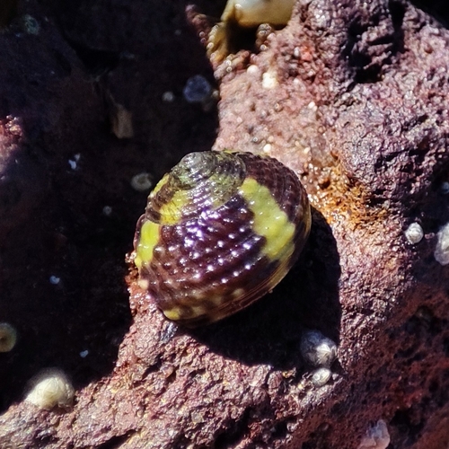 Agathistoma viridulum (Gmelin, 1791)