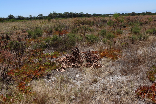 Image of Corymbia ficifolia by (c) Tony Rebelo, some rights reserved (CC BY-SA)