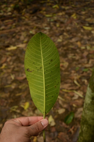 Foto de Gameleira