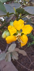 Senna georgica