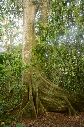 Foto de Gameleira