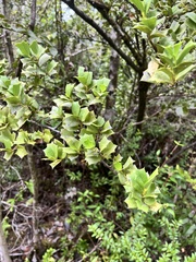 Griselinia jodinifolia, photograph (c) Pablo Silva, some rights reserved (CC BY)