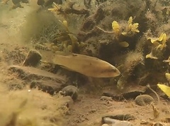 Tautogolabrus adspersus