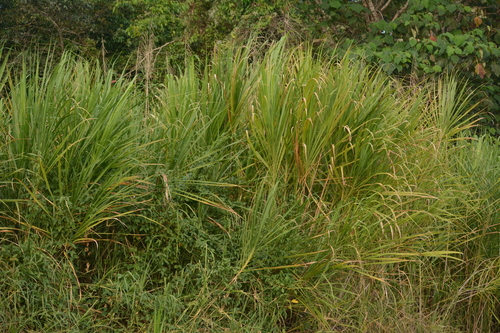 Foto de Taboa