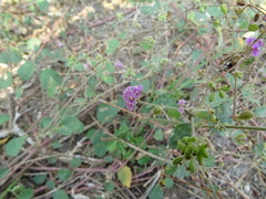 Boerhavia