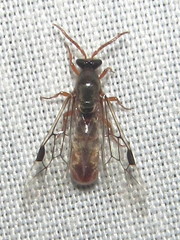 Aenictus