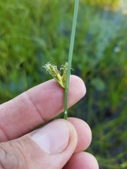 Schoenoplectus torreyi