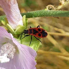 Pyrrhocoris apterus